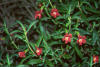 Native flora